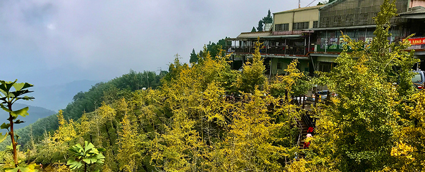 銀杏森林｜五岫農場
